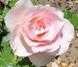 Johann Strauss rose photo