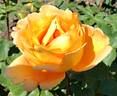 Bronze Star ™ rose photo