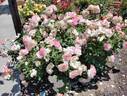 Easter Basket rose photo
