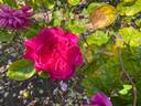 Sophy's Rose rose photo
