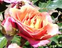 Kaleidoscope rose photo