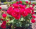 Drop Dead Red rose photo