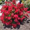 Wing-Ding ™ rose photo