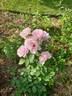 Silver Lining ™ rose photo