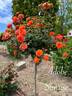 Adobe Sunrise™ rose photo