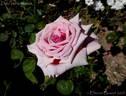 Duke of Normandy rose photo