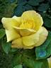 Chinatown rose photo