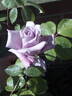 Twice in a Blue Moon rose photo