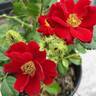 Scarlet Moss ™ rose photo