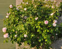 Frau Karl Druschki X Cristata rose photo
