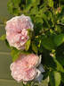 Frau Karl Druschki X Cristata rose photo