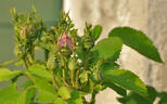 Frau Karl Druschki X Cristata rose photo
