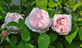 Frau Karl Druschki X Cristata rose photo