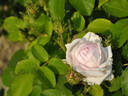 Frau Karl Druschki X Cristata rose photo