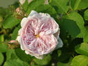 Frau Karl Druschki X Cristata rose photo