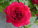 Red Leonardo da Vinci rose photo