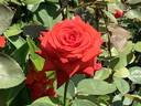 Baccará ® rose photo
