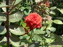 Baccará ® rose photo