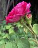 Little Gem rose photo