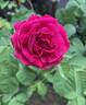 Little Gem rose photo
