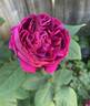 Baron de Bonstetten rose photo