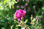 Baron de Wassenaër rose photo