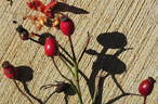 Amy Robsart rose photo