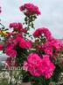 Dancing Pink rose photo