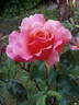 Fragrant Delight ® rose photo