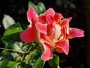 Pink Lady Ruffles rose photo