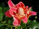 Pink Lady Ruffles rose photo