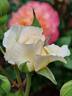 Poustinia rose photo