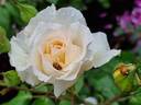 Poustinia rose photo