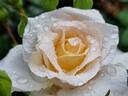 Poustinia rose photo