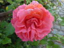 Kiss Me rose photo