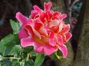 Pink Lady Ruffles rose photo