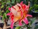 Pink Lady Ruffles rose photo