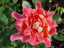 Pink Lady Ruffles rose photo