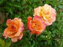 Suñorita ™ rose photo