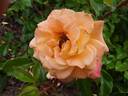 Suñorita ™ rose photo