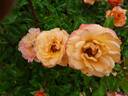 Suñorita ™ rose photo