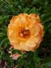 Suñorita ™ rose photo