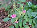 Pink Grootendorst rose photo