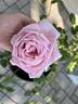 Amazing Grace ™ rose photo