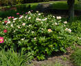 Requiem peony photo