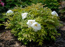 Gessekai peony photo