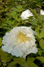 Gessekai peony photo