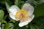 Chalice peony photo