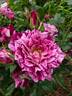 Purple Tiger rose photo