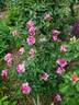 Purple Tiger rose photo